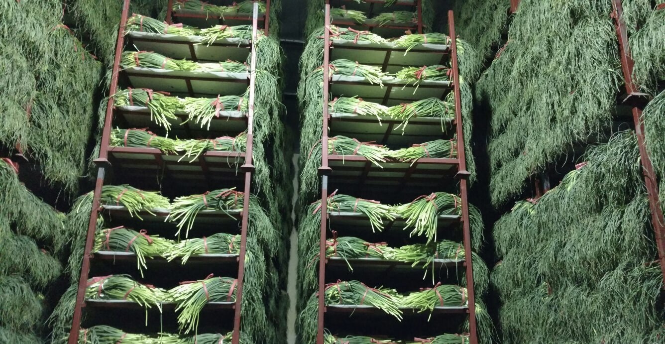 蒜苔在冷庫中的儲存方法